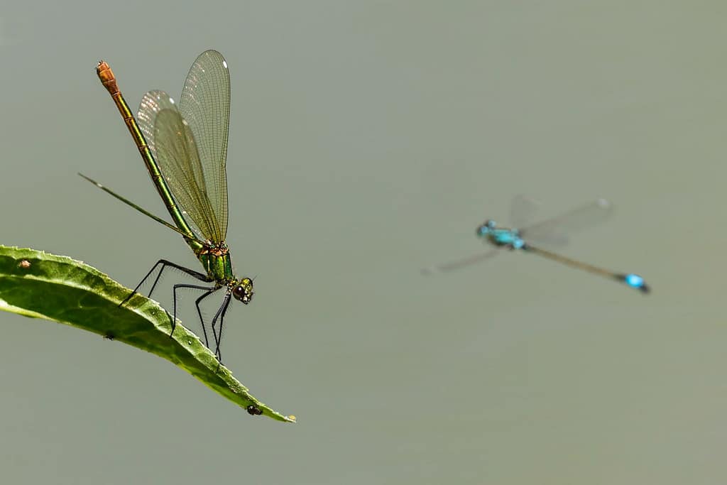Calopteryx Splendens, Weidebeekjuffer