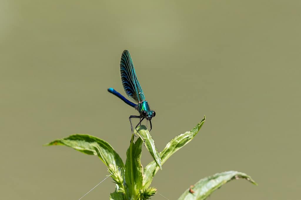 Calopteryx Splendens, Weidebeekjuffer
