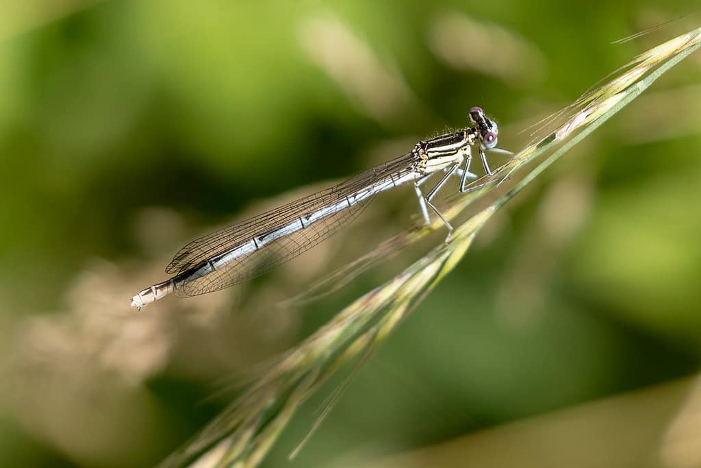 Platycnemis Pennipes, Blauwe breedscheenjuffer