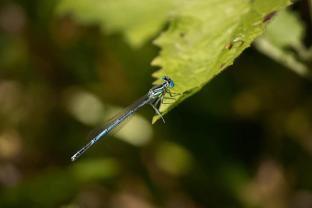Platycnemis Pennipes, Blauwe breedscheenjuffer