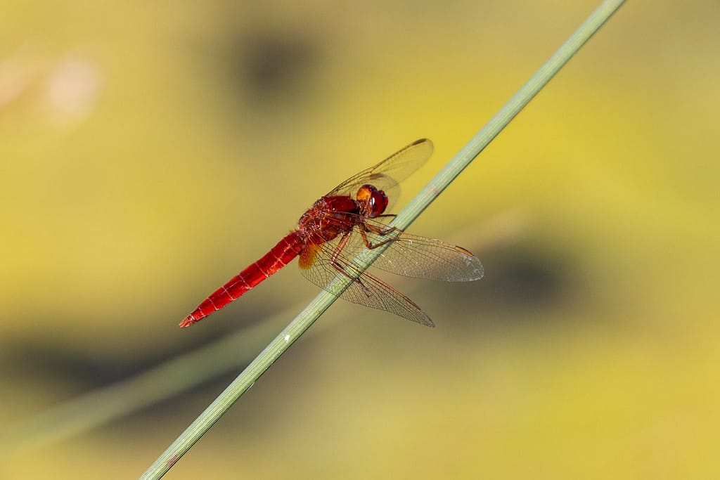 Crocothemis erythraea, Vuurlibel