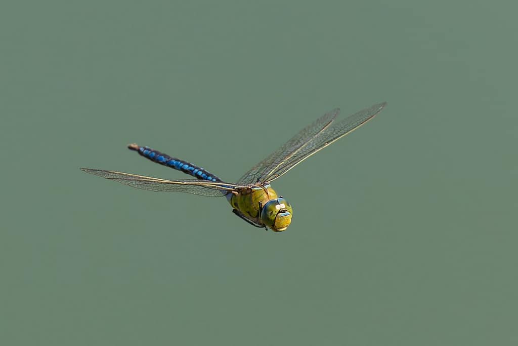 Anax imperator, Grote Keizerlibel