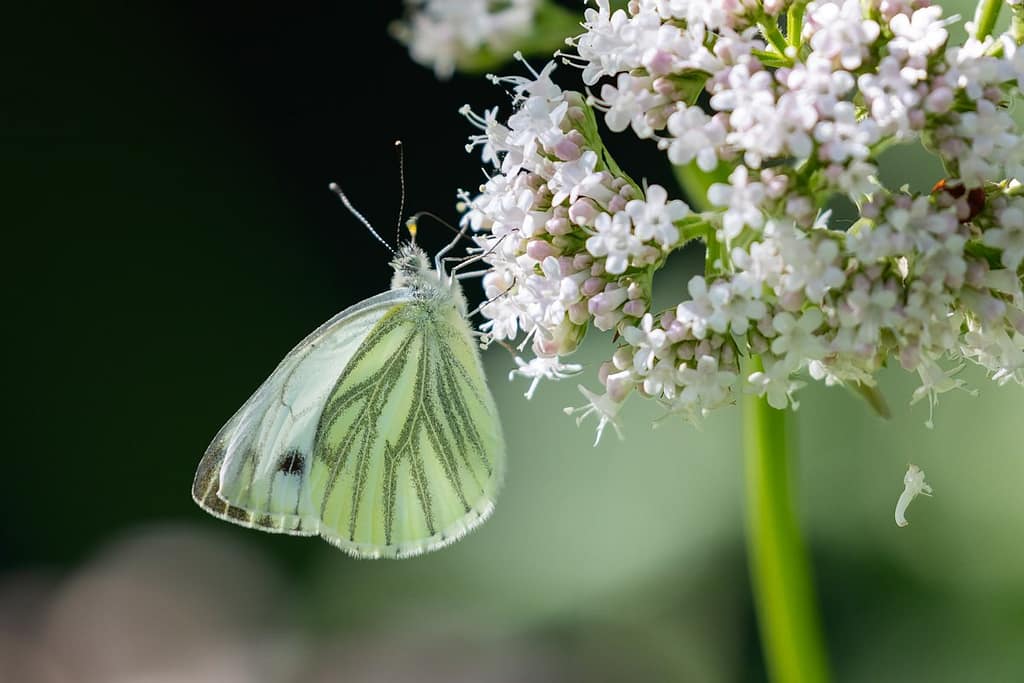 Pieris Napie, klein geaderd witje