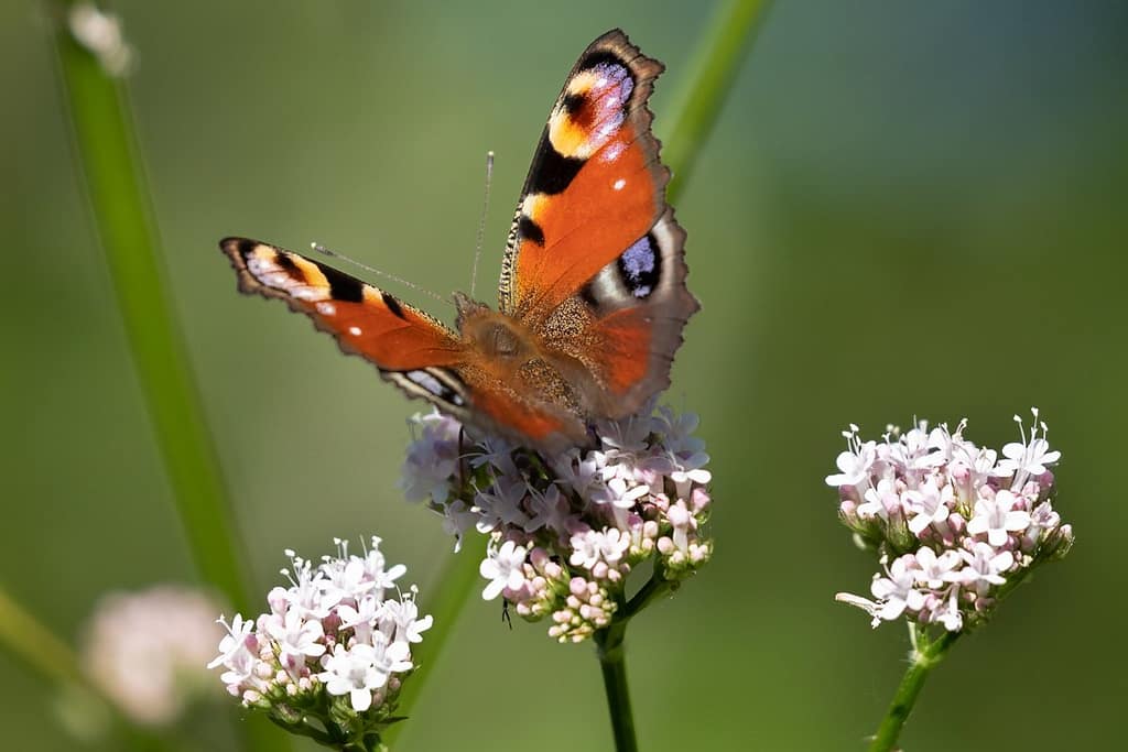 Aglais io, Dagpauwoog