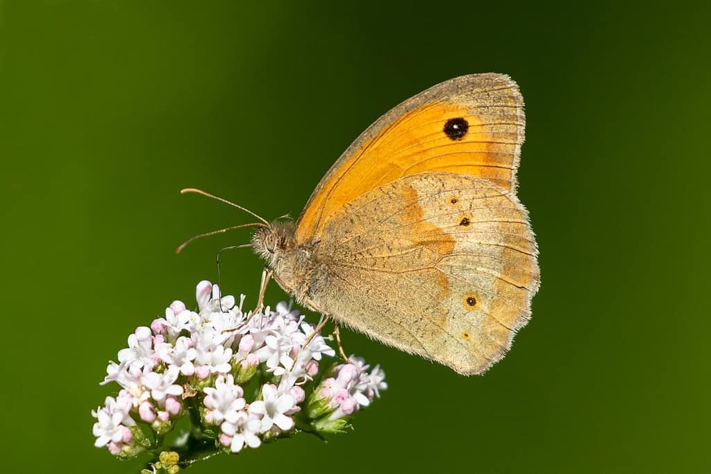 Maniola jurtina, Bruin zandoogje