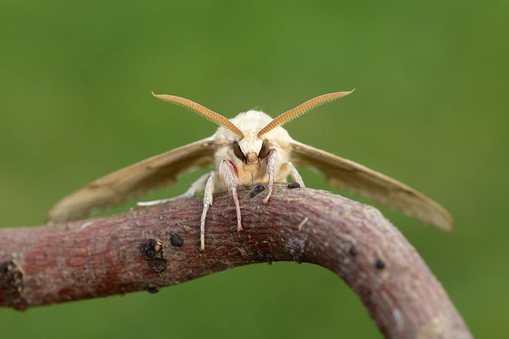 Marumba quercus-Eikenpijlstaart