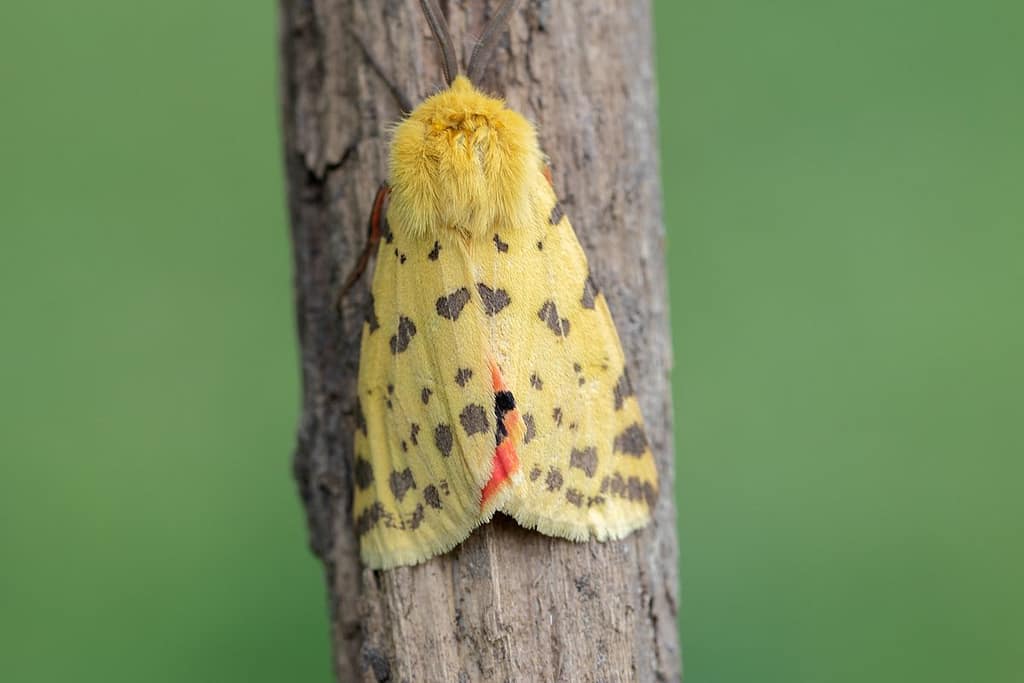 Rhyparia pupurata-Purperbeer