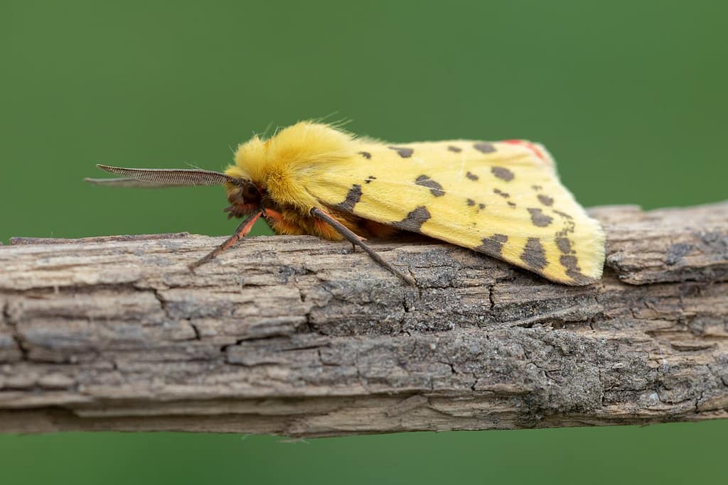 Rhyparia pupurata-Purperbeer