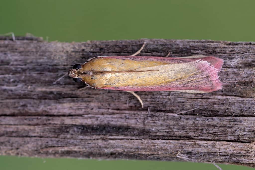 Oncocera semirubella-Prachtmot