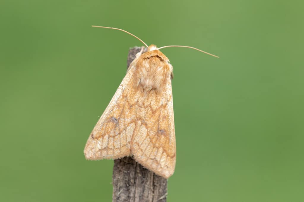Mythimna vitellina, Zuidelijke grasuil