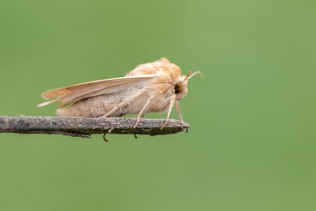 Mythimna vitellina, Zuidelijke grasuil