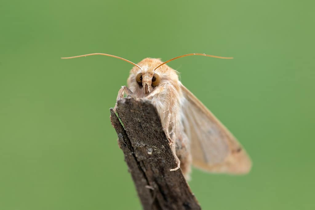 Mythimna vitellina, Zuidelijke grasuil