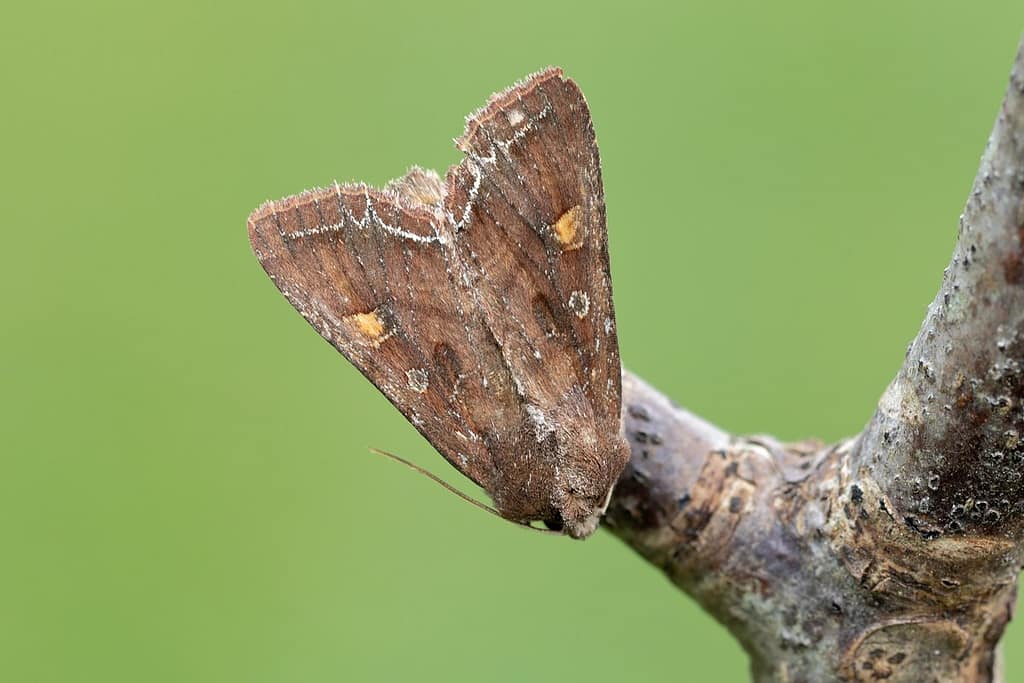 Lacanobia oleracea L.-Groente uil