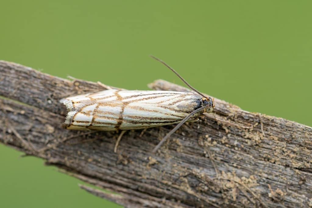 Chrysocrambus linetella