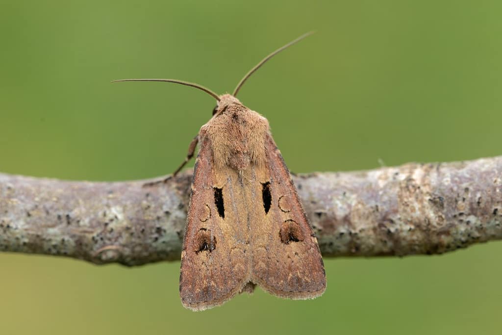 Agrotis exclamationis L.-Gewone worteluil