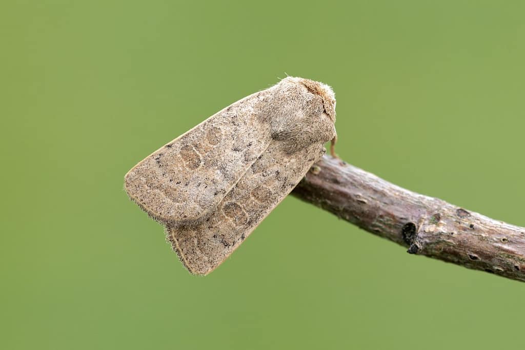 Xestia Castanea-Kastanjebruine uil