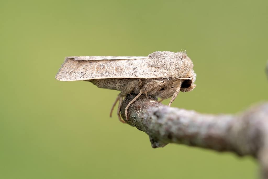 Xestia Castanea-Kastanjebruine uil