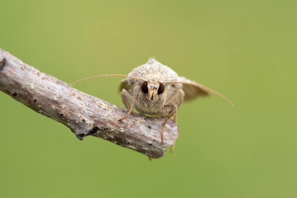 Xestia Castanea-Kastanjebruine uil