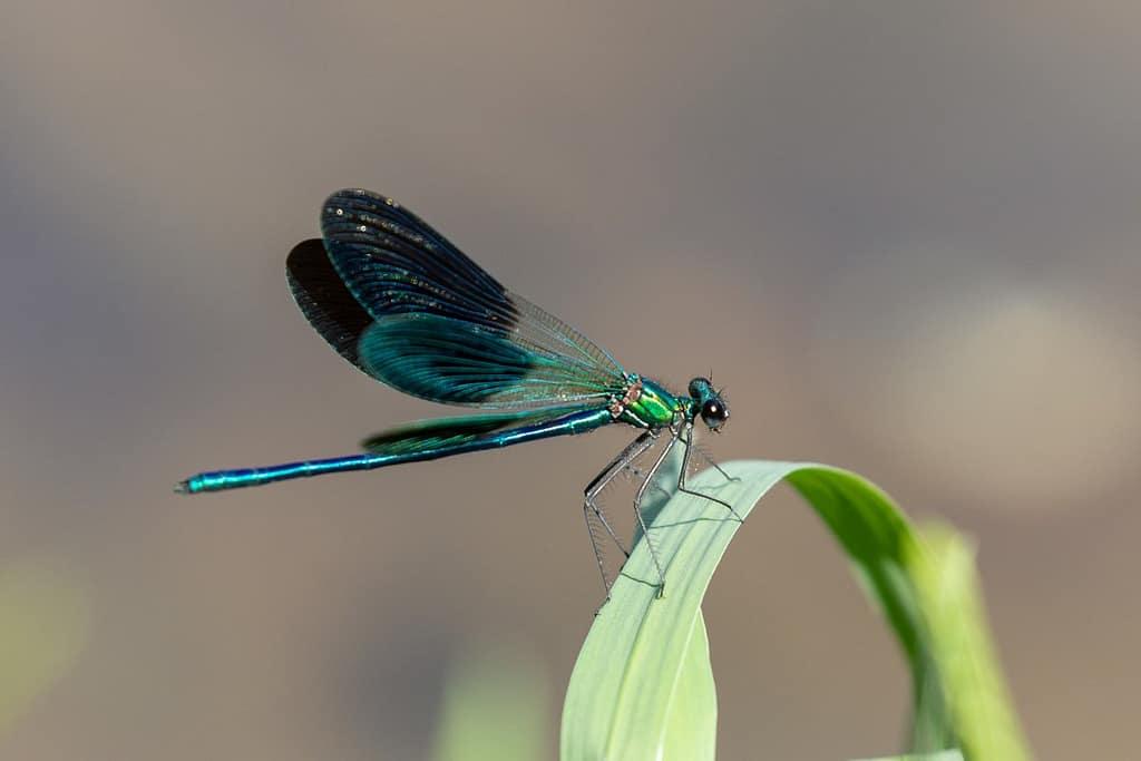 Caloteryx xanthostoma, Iberische beekjuffer