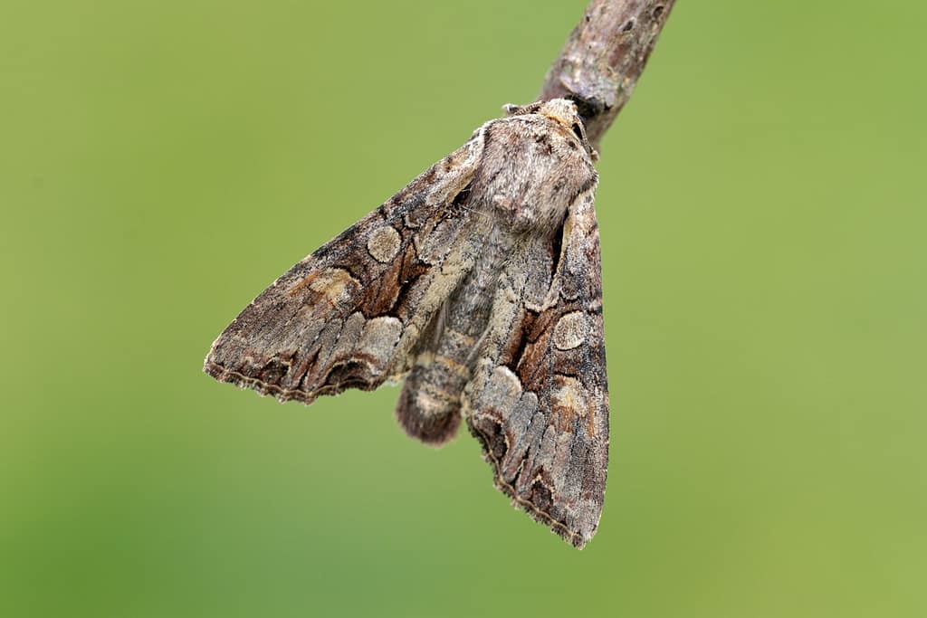 Lacanobia w-latinum, Brede-w-uil