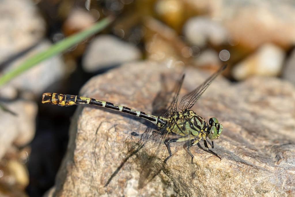 Onychogomphus forcipatus, Kleine tanglibel