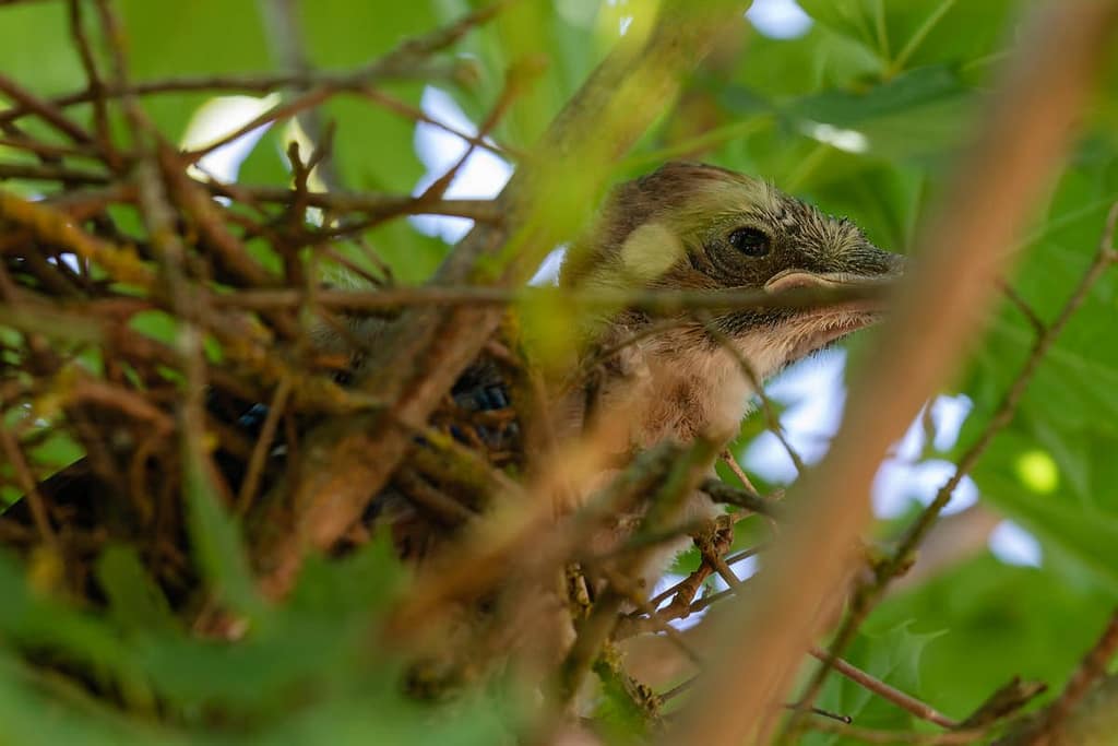 Garrulus glandarius, Gaai