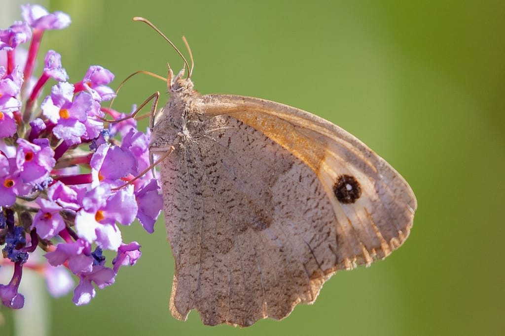 Maniola jurtina, Bruin zandoogje