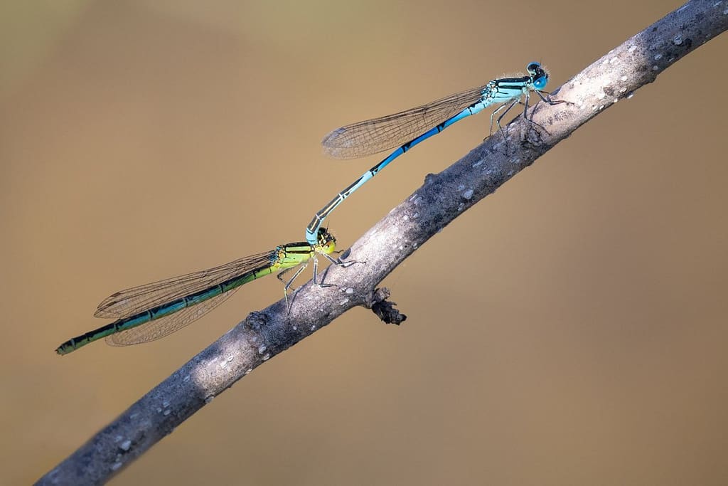 Coenagrion puella, Azuurwaterjuffer