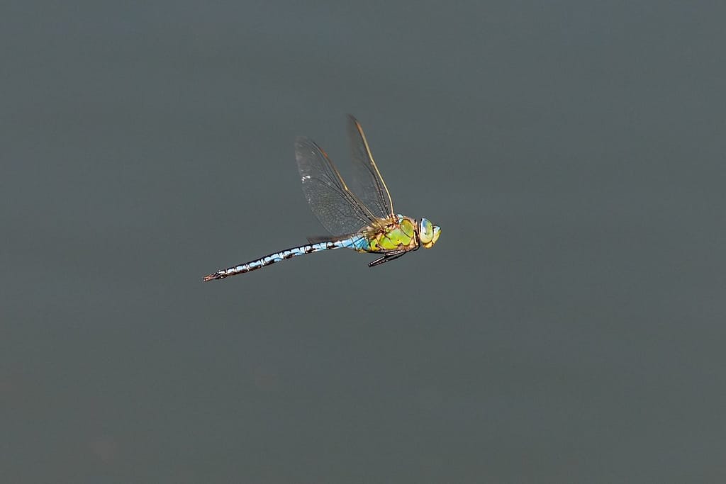 Anax imperator, Grote Keizerlibel