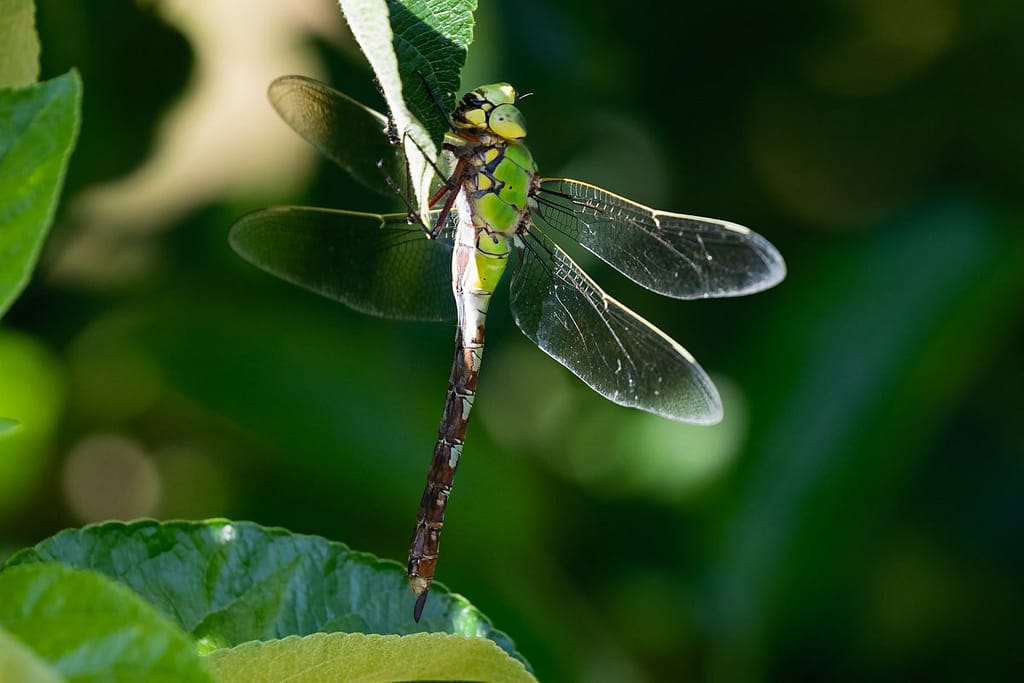 Anax imperator, Grote Keizerlibel