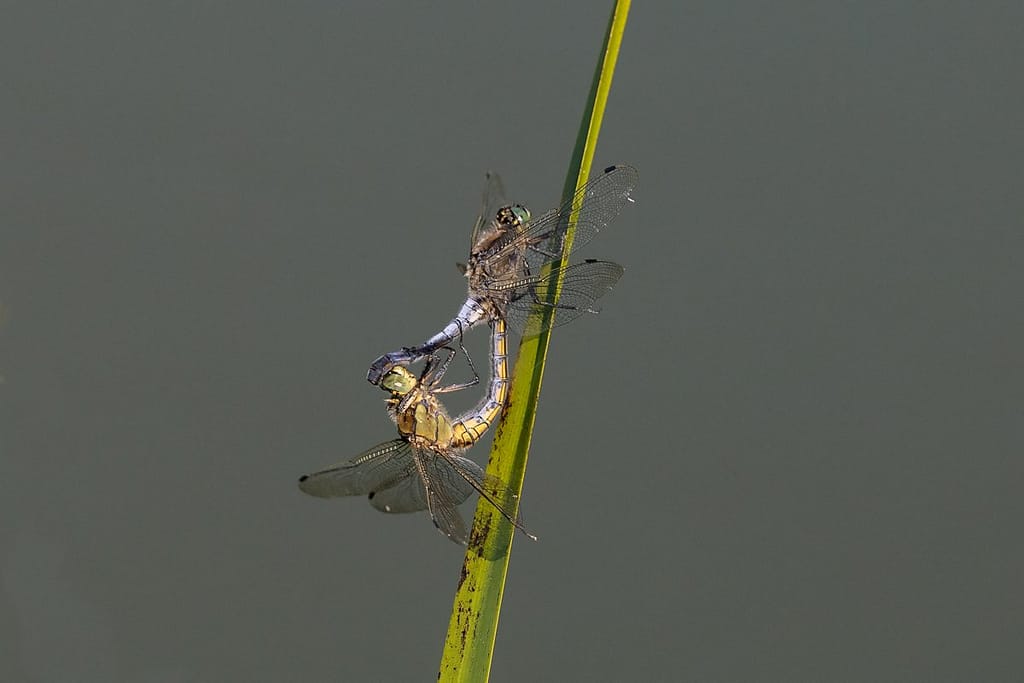 Orthretrum coerulencens, beekoeverlibel