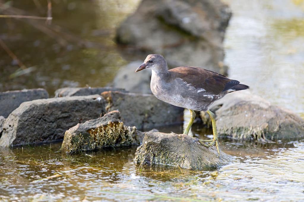 Gallinula chloropus, Waterhoen juveniel
