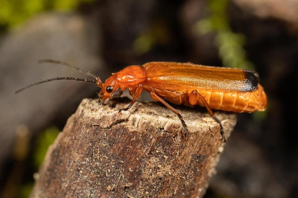 Rhagonycha fulva, Oranje soldaatje