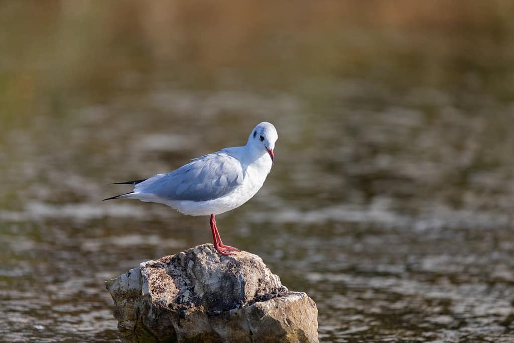 Chroicocephalus ridibundus, Kokmeeuw