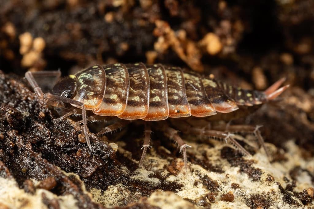 Philoscia muscorum, Mospissebed