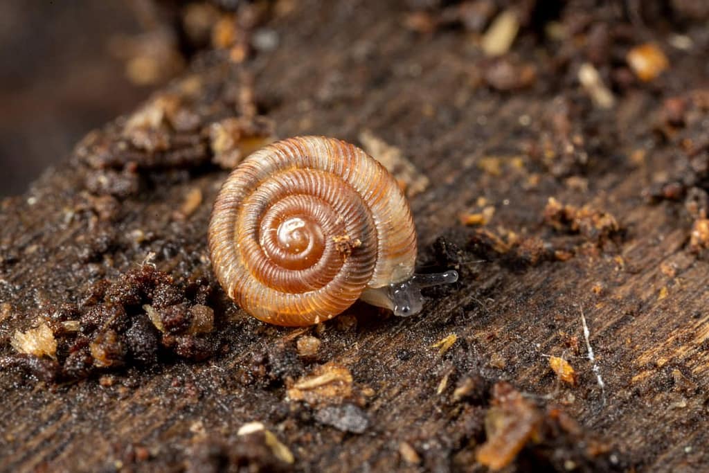 Discus rotundatus, Boerenknoopje