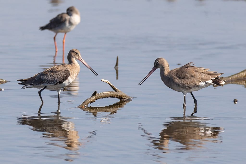 Limosa limosa, Grutto juveniel