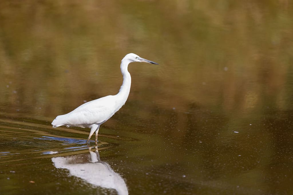 Egretta garzetta, kleine zilverreiger