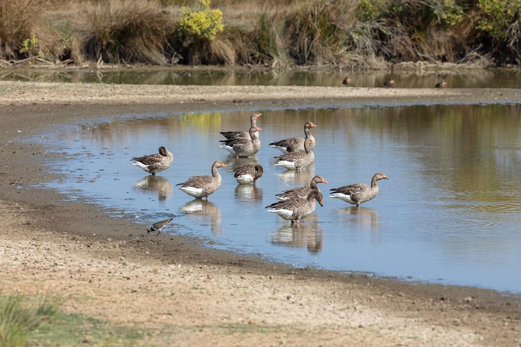 Anser anser, Grauwe gans