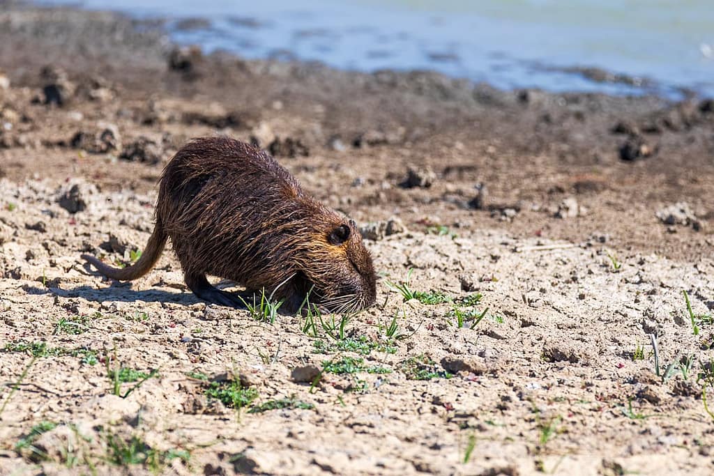 Myocastor coypus, Beverrat