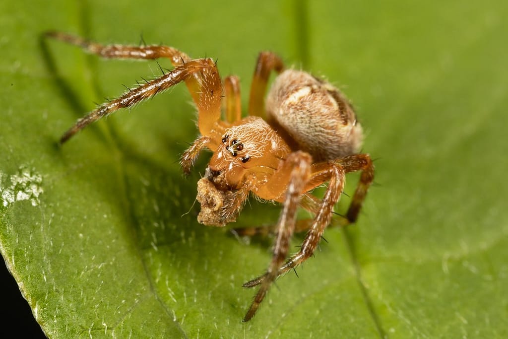 Araneus diadematus, Kruisspin