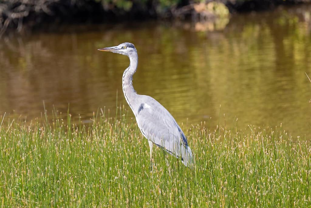 Ardea cinerea, Blauwe reiger