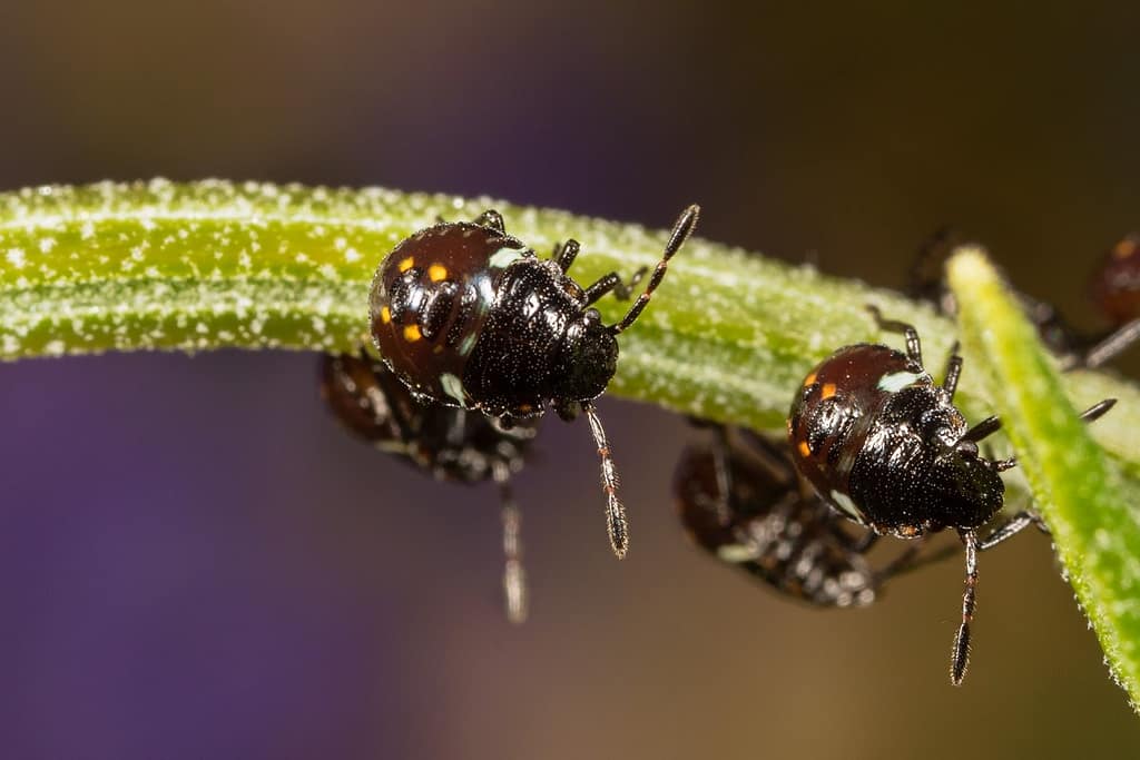 Nezara viridula, Zuidelijke groene schilwants (2e stadium)