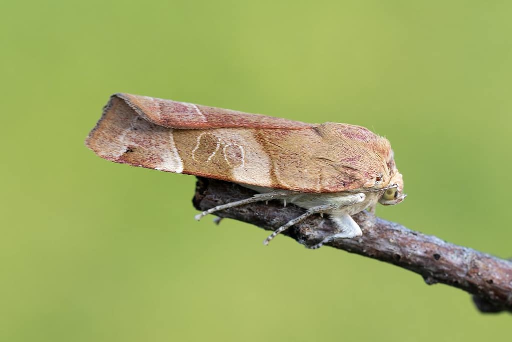 Noctua fimbriata, Breedbandhuismoeder