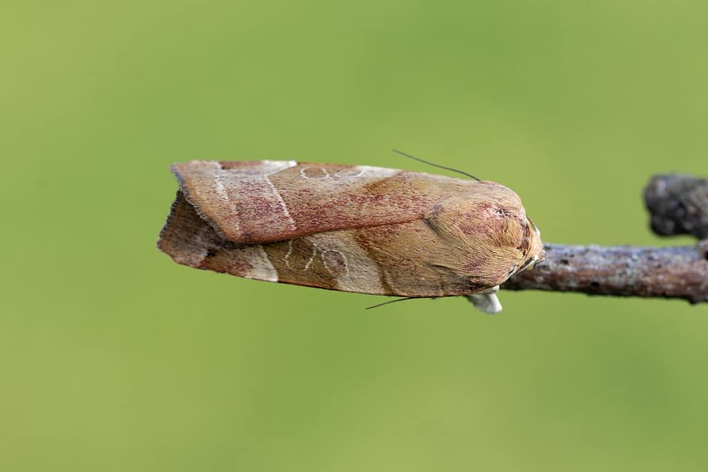 Noctua fimbriata, Breedbandhuismoeder