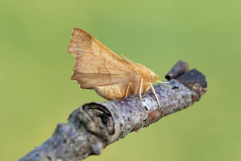 Ennemos Fuscantaria-Essenspanner