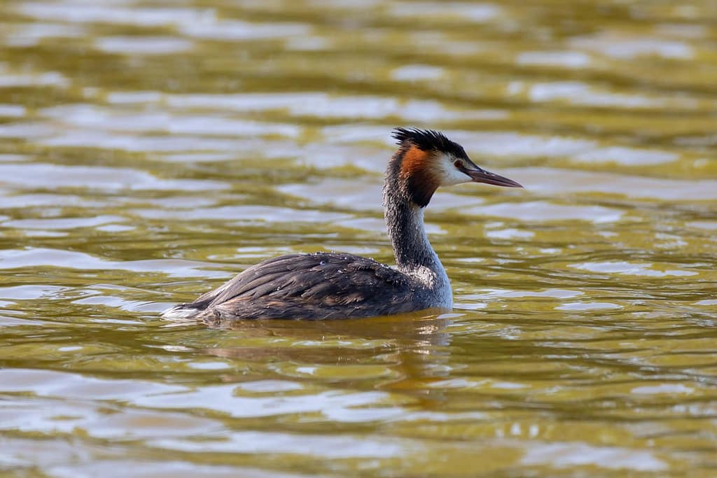 Podiceps cristatus, Fuut