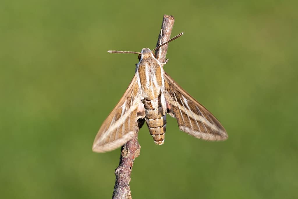 Hyles livornica, Gestreepte pijlstaart