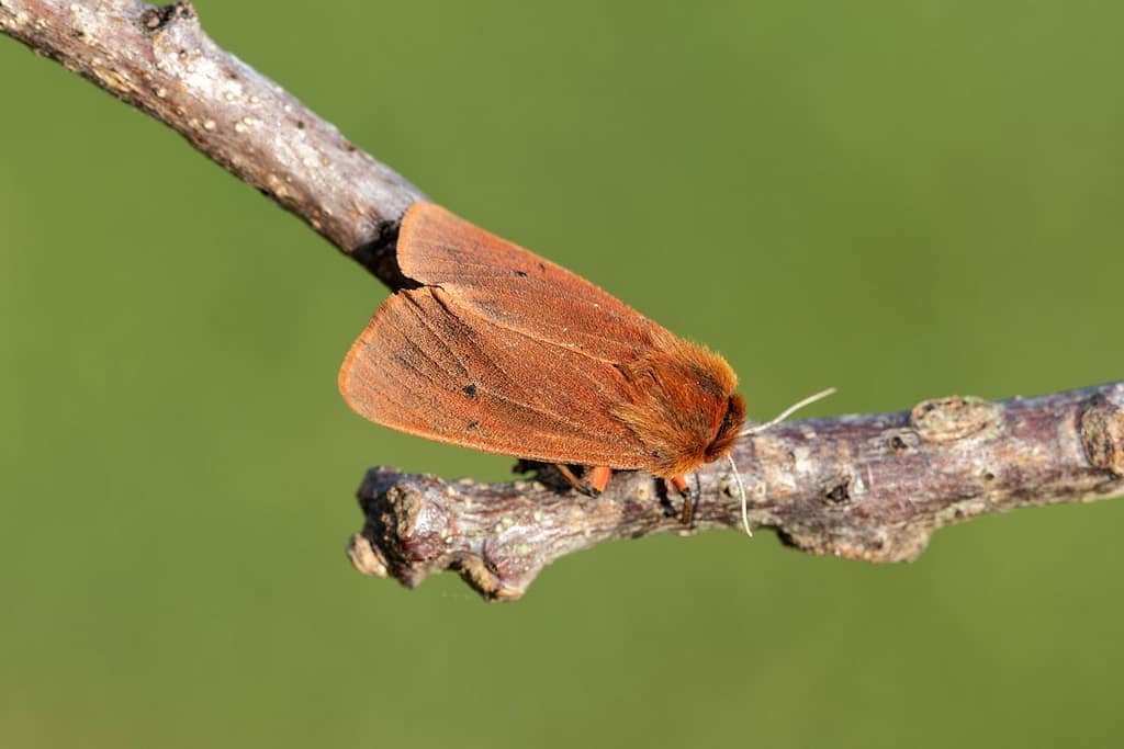 Phragmatobia fuliginosa-Kleine beervlinder
