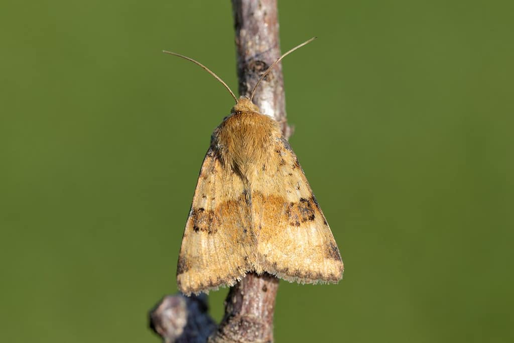 Heliothis viriplaca, Lichte daguil